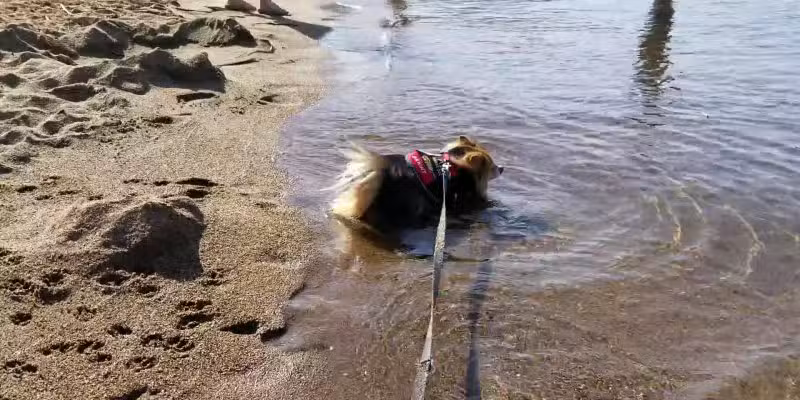 Lake George Dog Beach - Lake George, NY