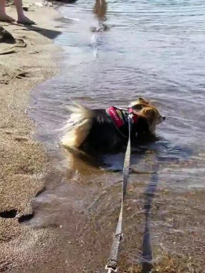 Lake George Dog Beach - Lake George, NY