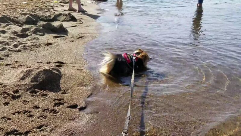 Lake George Dog Beach - Lake George, NY