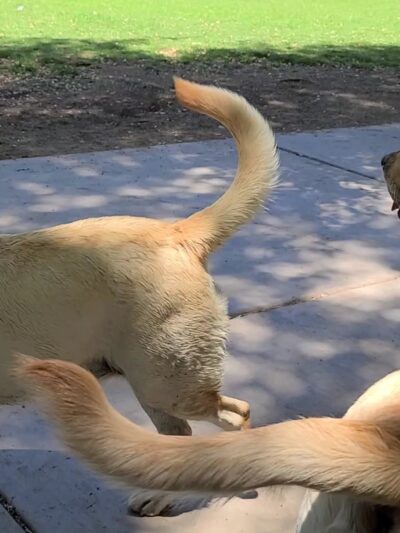 Lions Dog Park - Lake Havasu City, AZ