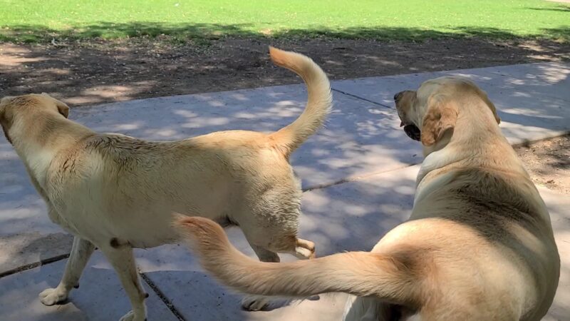 Lions Dog Park - Lake Havasu City, AZ