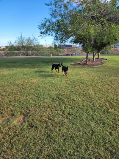 SARA Park Dog Park - Lake Havasu City, AZ
