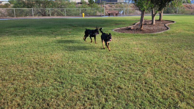 SARA Park Dog Park - Lake Havasu City, AZ