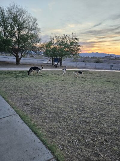 SARA Park Dog Park - Lake Havasu City, AZ