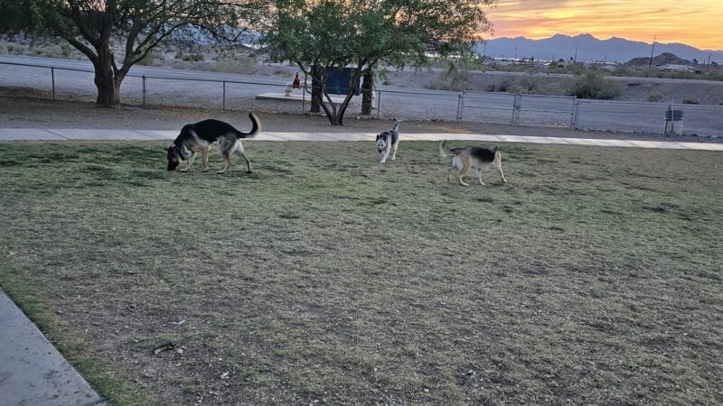 SARA Park Dog Park - Lake Havasu City, AZ