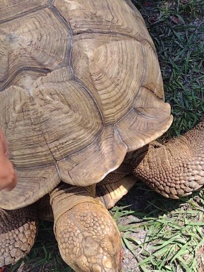 Blake Park - Lake Helen, FL