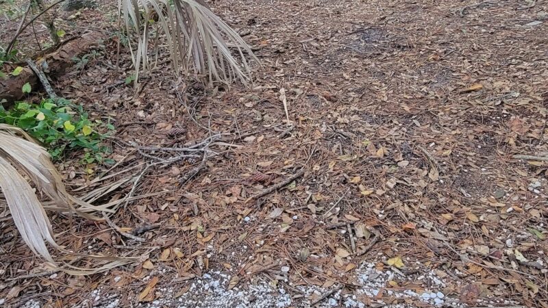 Eagle Loop Trail - Lake Mary, FL