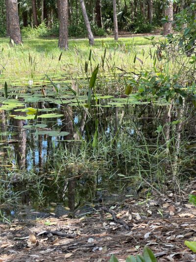 Eagle Loop Trail - Lake Mary, FL