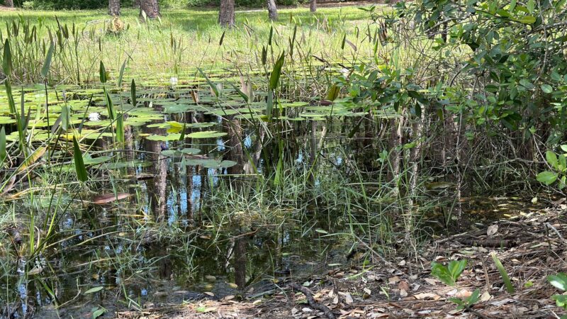 Eagle Loop Trail - Lake Mary, FL