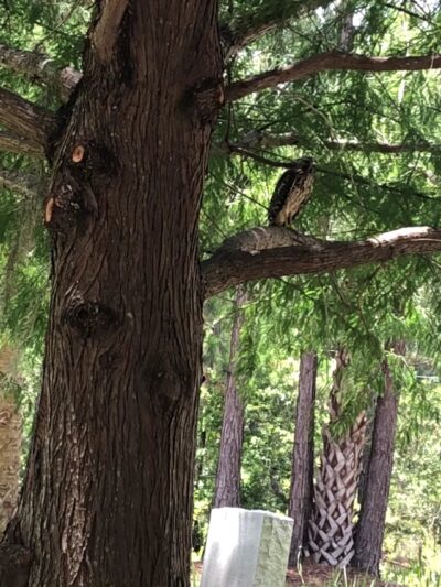 Liberty Park - Lake Mary, FL