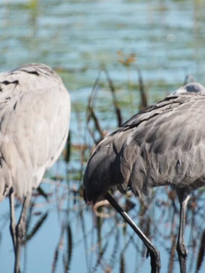 Margaret Wesley Park - Lake Mary, FL