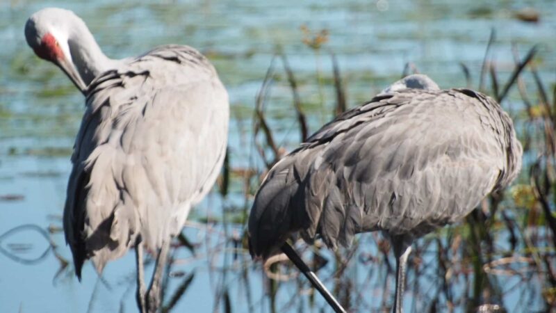 Margaret Wesley Park - Lake Mary, FL