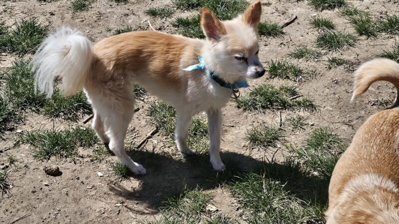 Hazelia Dog Park - Lake Oswego, OR