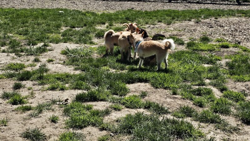 Hazelia Dog Park - Lake Oswego, OR