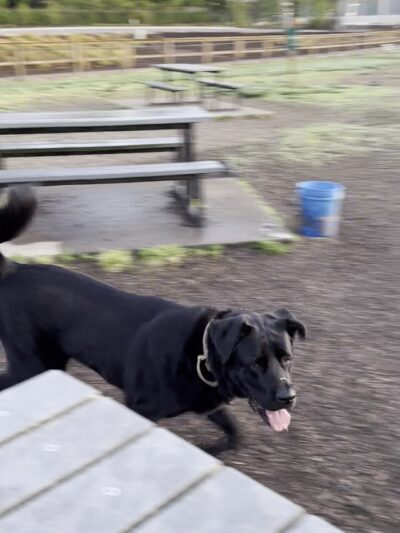 Hazelia Dog Park - Lake Oswego, OR