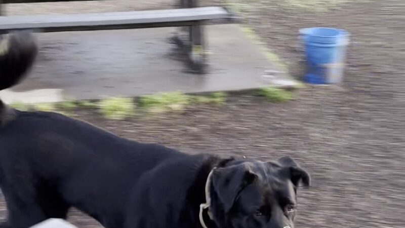 Hazelia Dog Park - Lake Oswego, OR