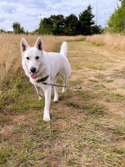 Hazelia Dog Park - Lake Oswego, OR
