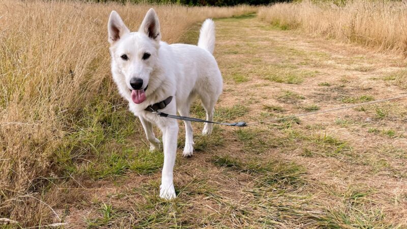 Hazelia Dog Park - Lake Oswego, OR