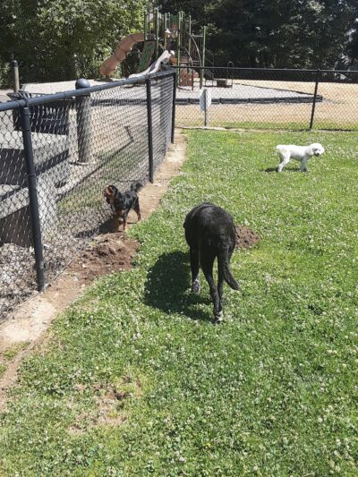 McNary Dog Park - Lake Oswego, OR