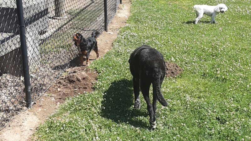McNary Dog Park - Lake Oswego, OR