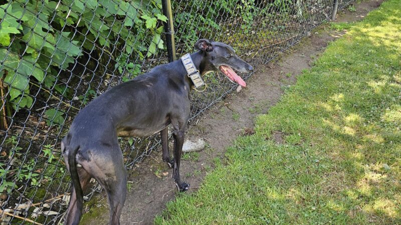 McNary Dog Park - Lake Oswego, OR