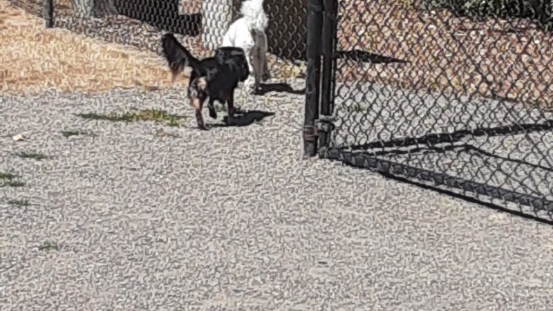 McNary Dog Park - Lake Oswego, OR