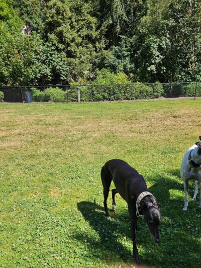 McNary Dog Park - Lake Oswego, OR