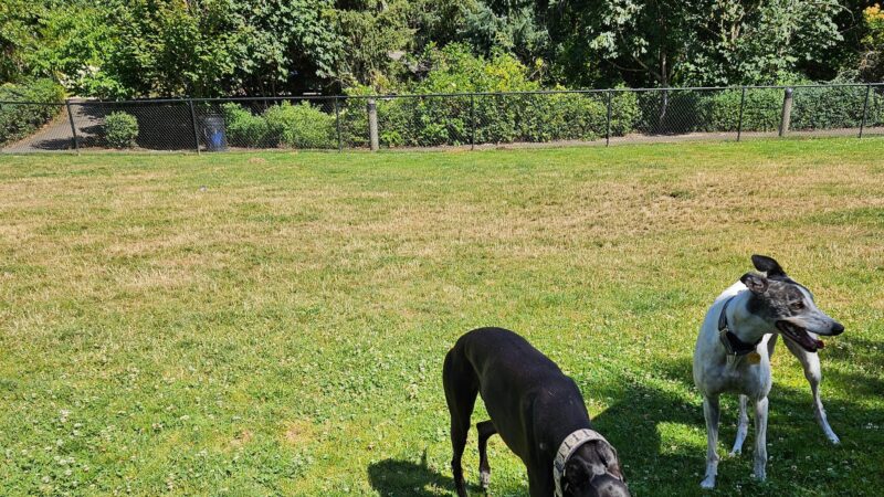 McNary Dog Park - Lake Oswego, OR