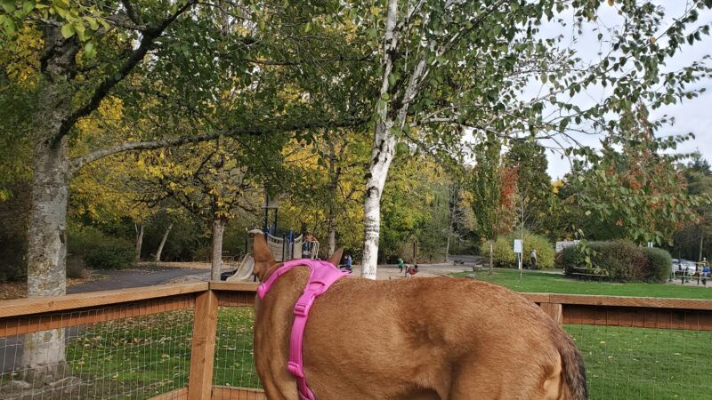 Waluga Dog Park - Lake Oswego, OR