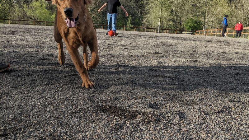 Waluga Dog Park - Lake Oswego, OR