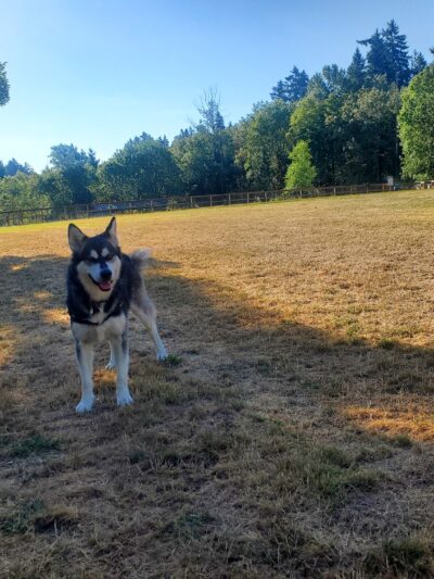 Waluga Dog Park - Lake Oswego, OR