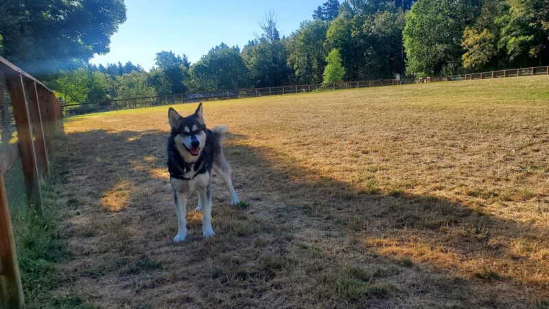 Waluga Dog Park - Lake Oswego, OR