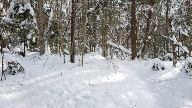 Jessup River Wild Forest - Lake Pleasant, NY