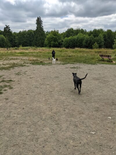 Cavalero Hill Dog Park - Lake Stevens, WA