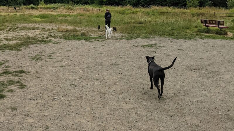 Cavalero Hill Dog Park - Lake Stevens, WA
