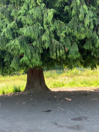 Cavalero Hill Dog Park - Lake Stevens, WA