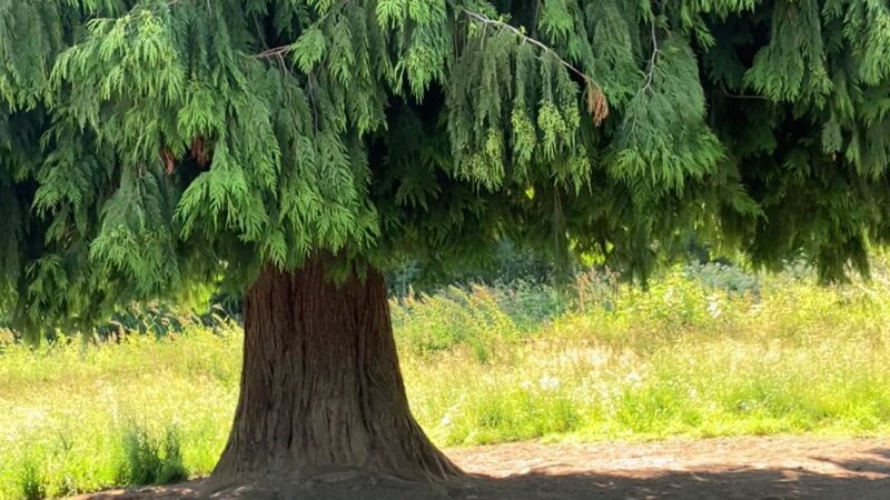 Cavalero Hill Dog Park - Lake Stevens, WA