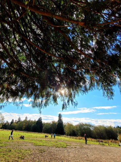 Cavalero Hill Dog Park - Lake Stevens, WA