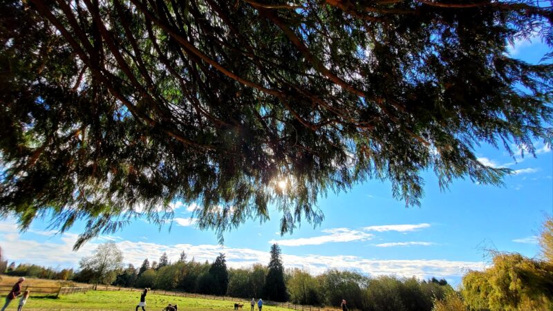 Cavalero Hill Dog Park - Lake Stevens, WA