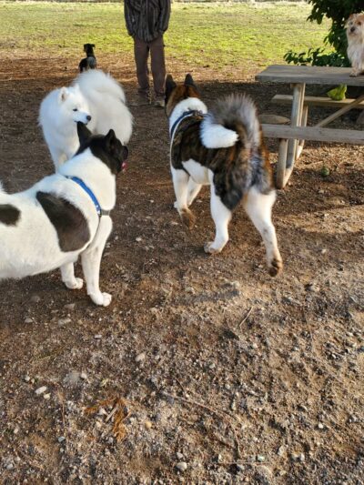Cavalero Hill Dog Park - Lake Stevens, WA