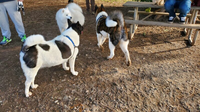 Cavalero Hill Dog Park - Lake Stevens, WA