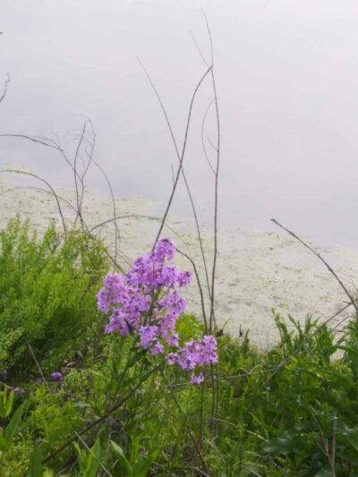 Deer Path Park - Lake Villa, IL