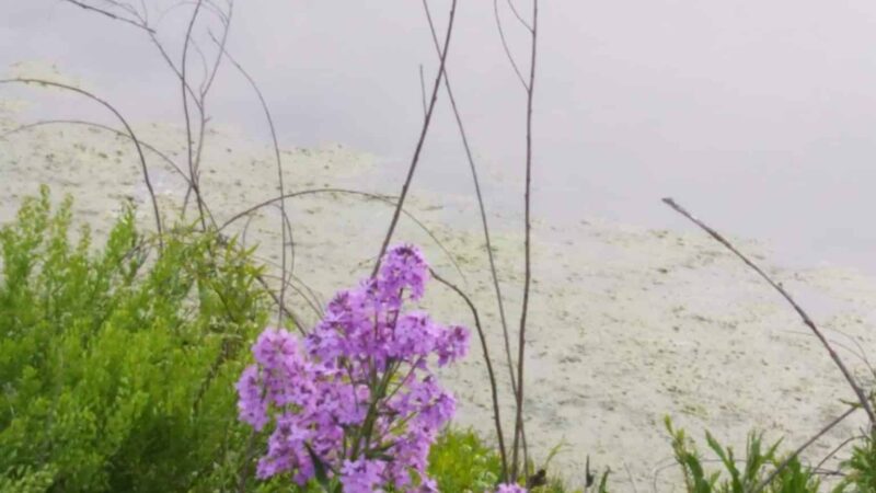 Deer Path Park - Lake Villa, IL