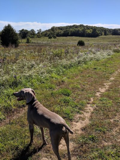 Duck Farm Forest Preserve - Lake Villa, IL