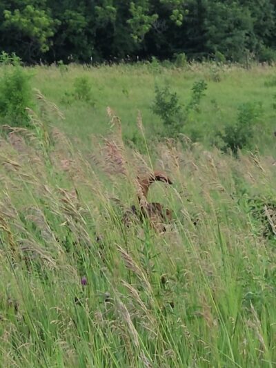 Duck Farm Forest Preserve - Lake Villa, IL