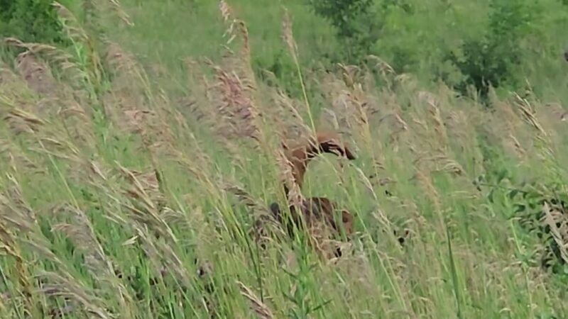 Duck Farm Forest Preserve - Lake Villa, IL