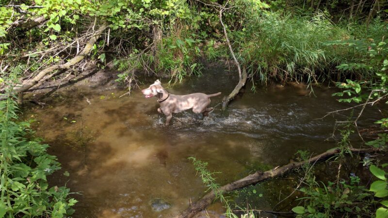Duck Farm Forest Preserve - Lake Villa, IL