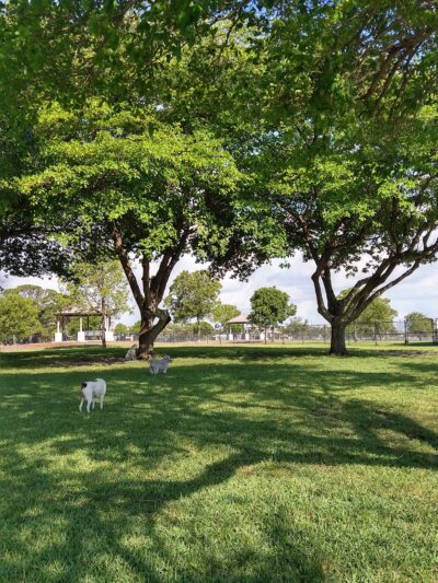 Lake Woof Dog Park - Lake Worth Beach, FL