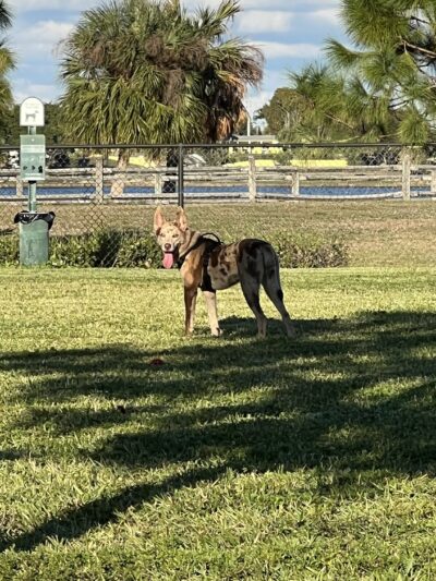 Lake Woof Dog Park - Lake Worth Beach, FL