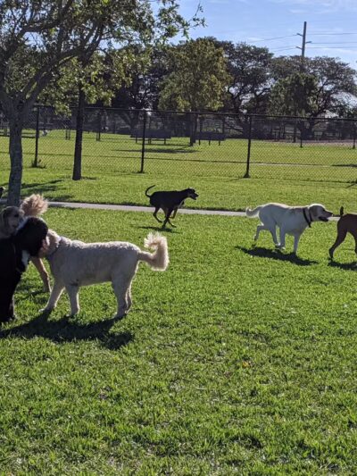 Lake Woof Dog Park - Lake Worth Beach, FL
